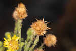 Coastal plain goldenaster